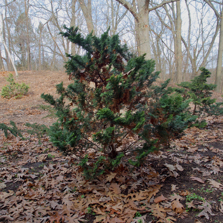 Chamaecyparis obtusa 'Gracilis'  - Slender Hinoki False Cypress