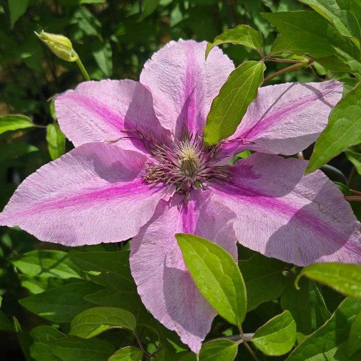 Clematis 'Donahros'  - Rosalie™ Clematis