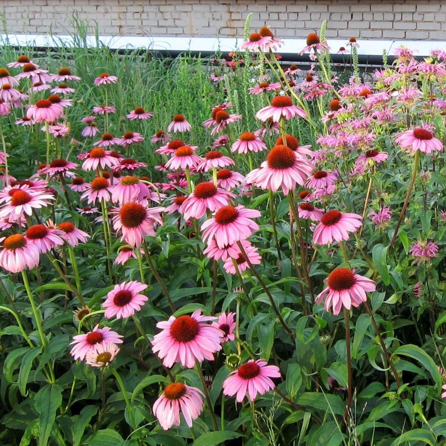 Echinacea purpurea 'Magnus'  - Magnus Echinacea, Coneflower