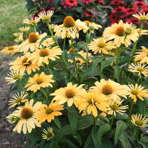 Echinacea 'One in a Melon'  - Color Coded® One in a Melon Echinacea