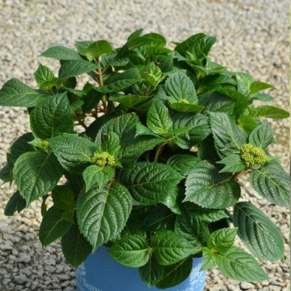 Hydrangea macrophylla 'Bailmacsix'  - Endless Summer® Pop Star® Hydrangea