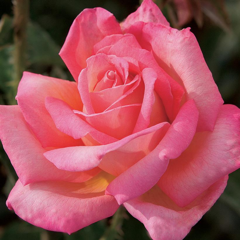 Rosa 'Johnago'  - Chicago Peace® Rose