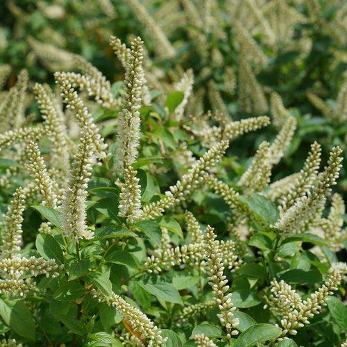 Itea virginica 'SMNIVMM' PP33549  - PW® Fizzy Mizzy® Sweetspire