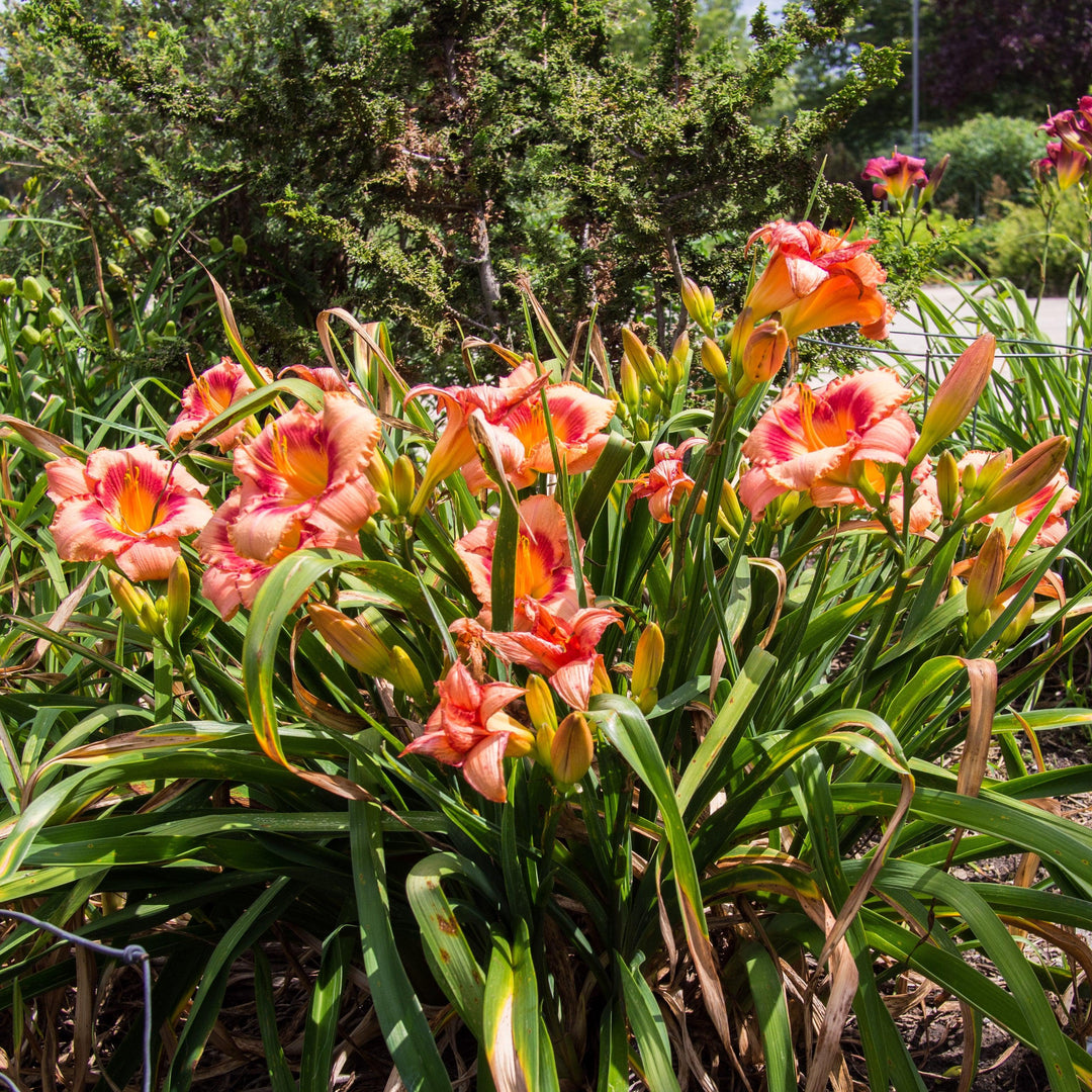 Hemerocallis 'Strawberry Candy'  - Strawberry Candy Daylily