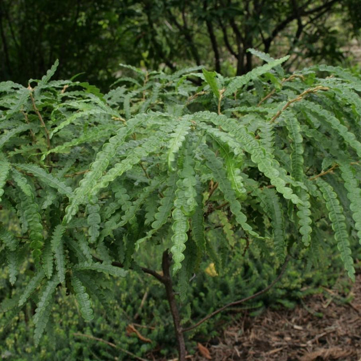 Comptonia peregrina  - Sweet Fern