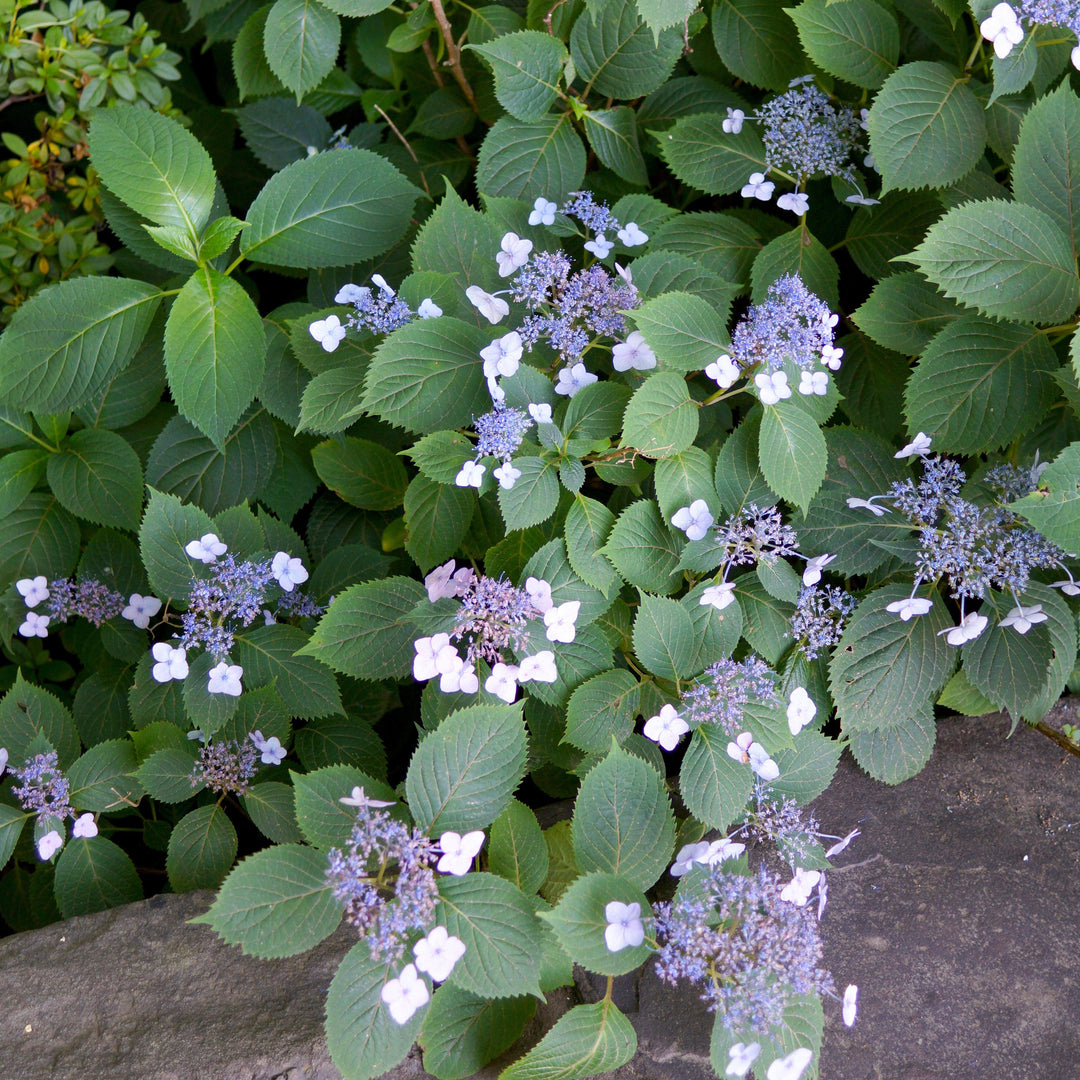Hydrangea serrata 'Blue Billow'  - Blue Billow Hydrangea
