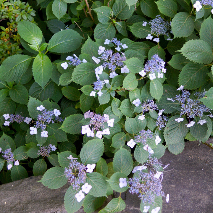 Hydrangea serrata 'Blue Billow'  - Blue Billow Hydrangea