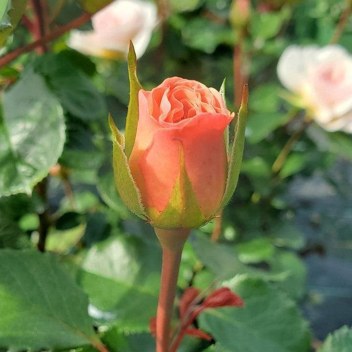 Rosa 'Ausearnshaw'  - Emily Bronte Rose