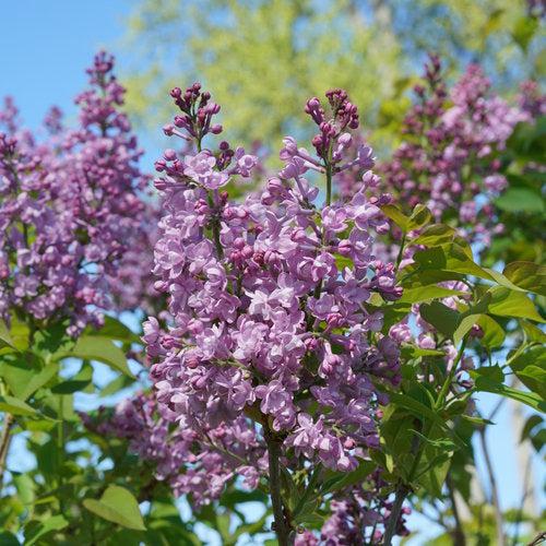 Syringa x hyacinthiflora 'SMNSHBBL'  - Scentara® Double Blue Lilac