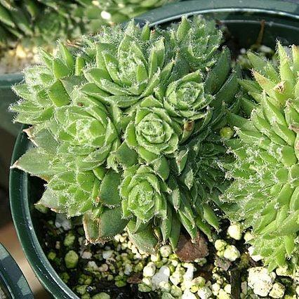 Sempervivum 'Pilioseum'  - Pilioseum Hens and Chicks