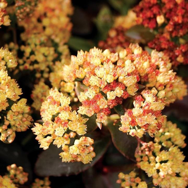 Sedum telephium 'TNSEDPP'  - Peach Pearls Sedum