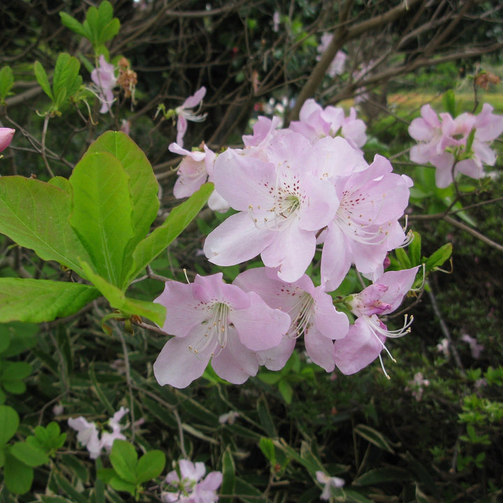 Rhododendron schlippenbachii  - Royal Azalea
