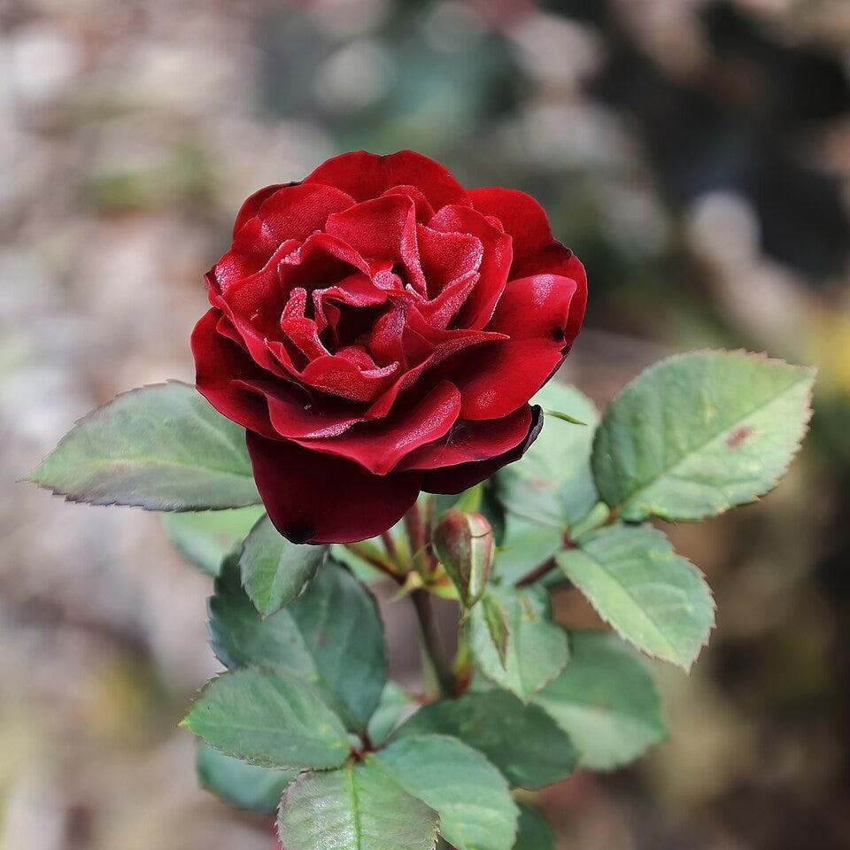 Rosa 'Navy Lady'  - Navy Lady Rose