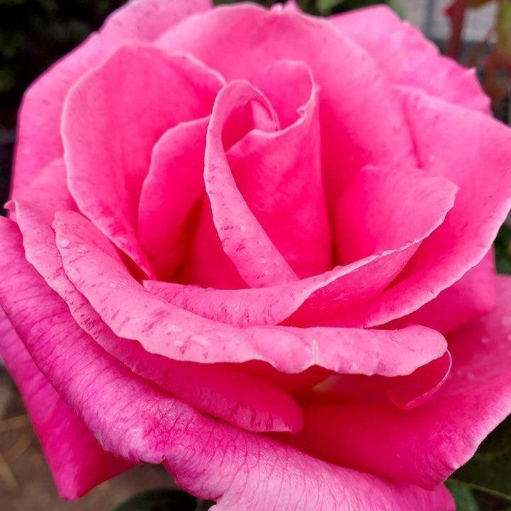 Rosa 'Perfume Delight'  - Perfume Delight™ Rose