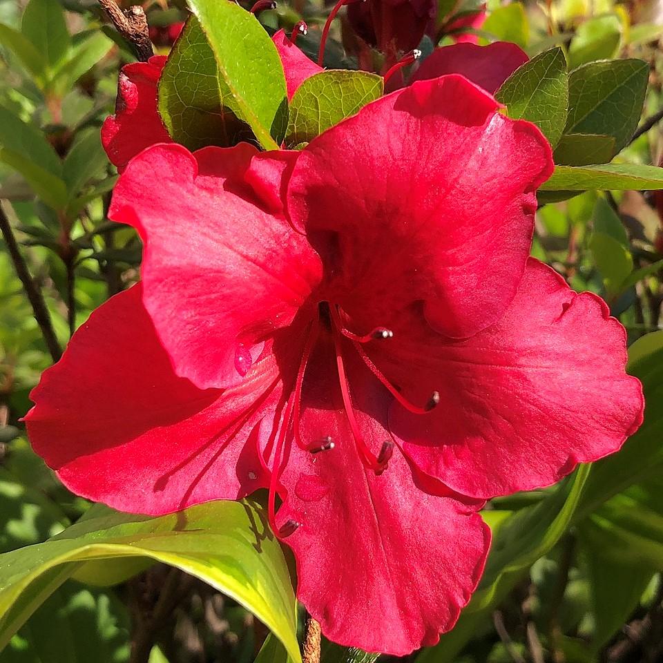 Azalea kaempferi 'Johanna'  - Johanna Azalea