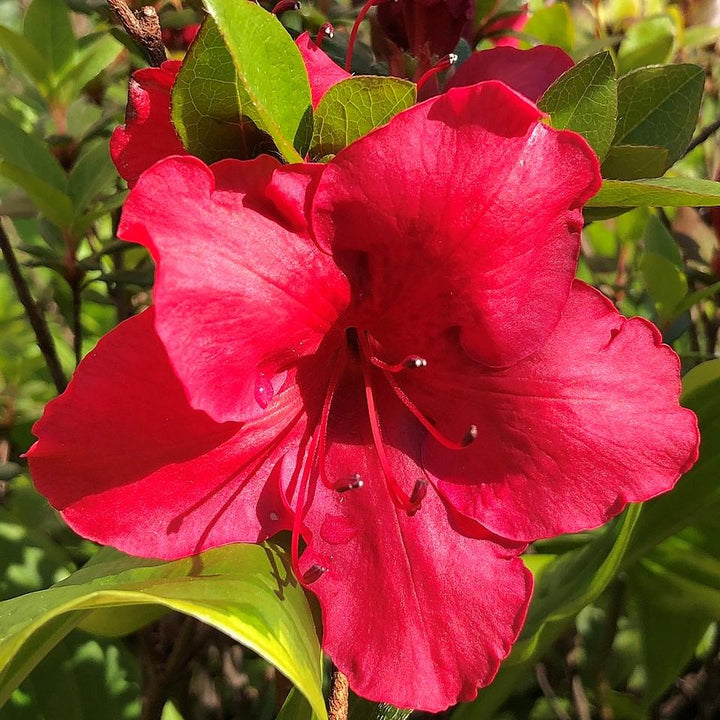 Azalea kaempferi 'Johanna'  - Johanna Azalea