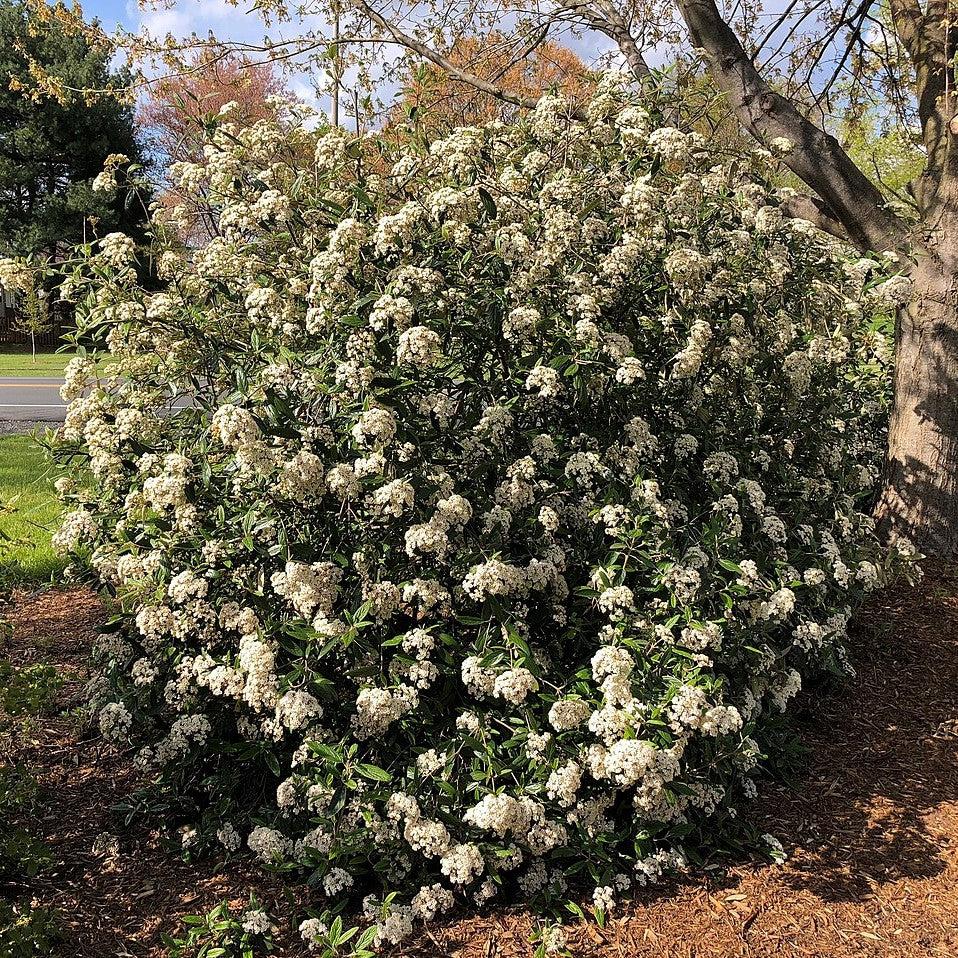 Viburnum rhytidophyllum  - Leatherleaf Viburnum