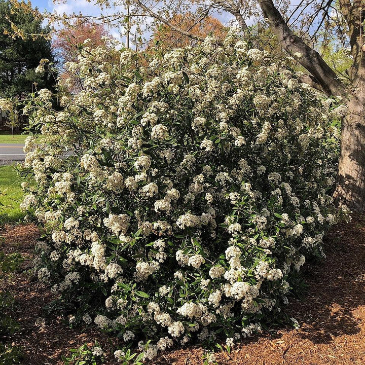 Viburnum rhytidophyllum  - Leatherleaf Viburnum