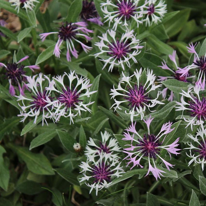 Centaurea montana 'Amethyst in Snow' - ntaurea montana 'Amethyst in Snow'~ Amethyst in Snow Bachelor Button