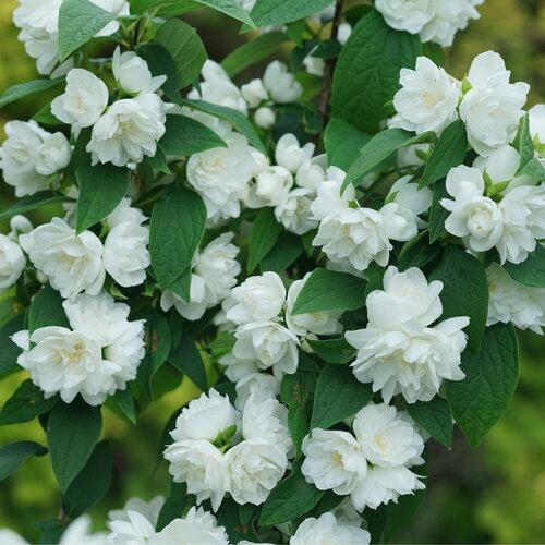 Philadelphus coronarius 'SMNPSDW'  - Illuminati Spice® Mockorange