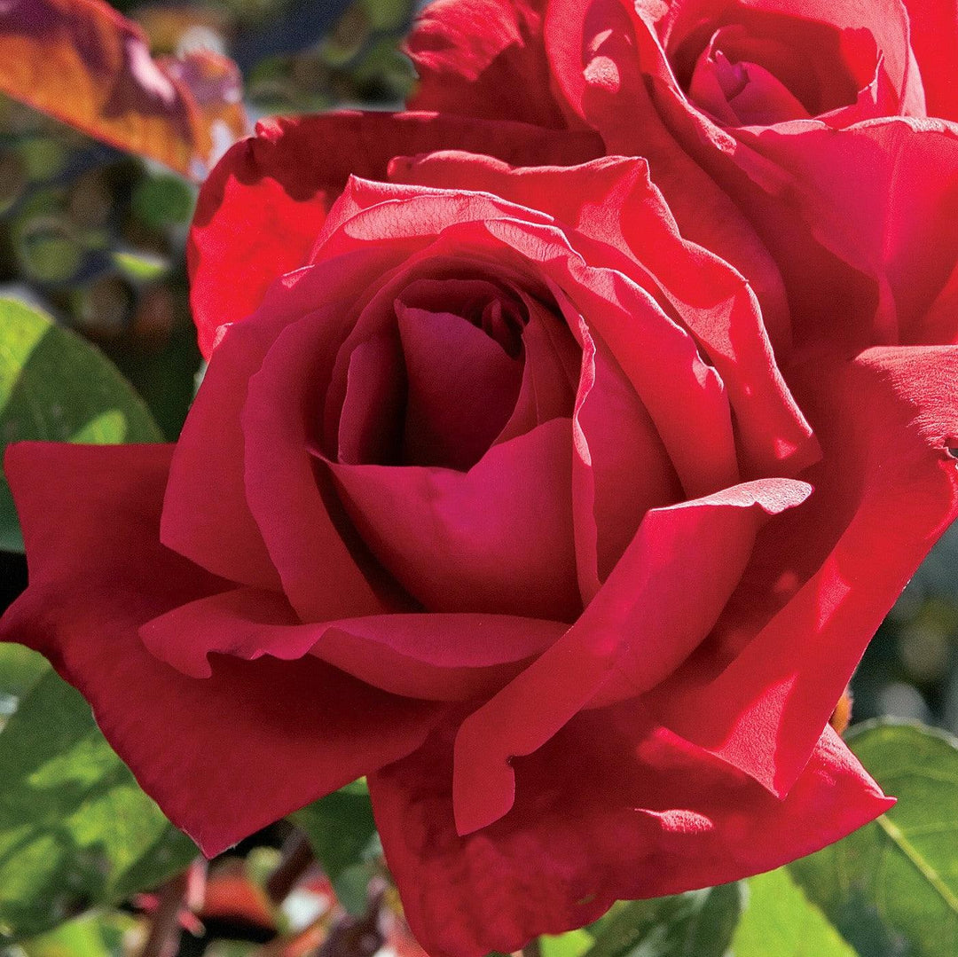 Rosa 'Chrysler Imperial'  - Chrysler Imperial Rose