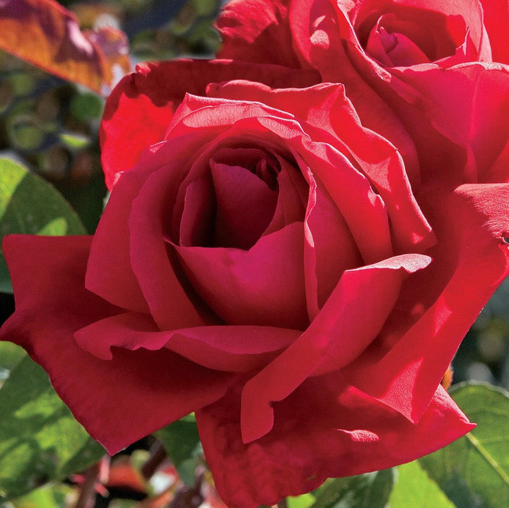 Rosa 'Chrysler Imperial'  - Chrysler Imperial Rose