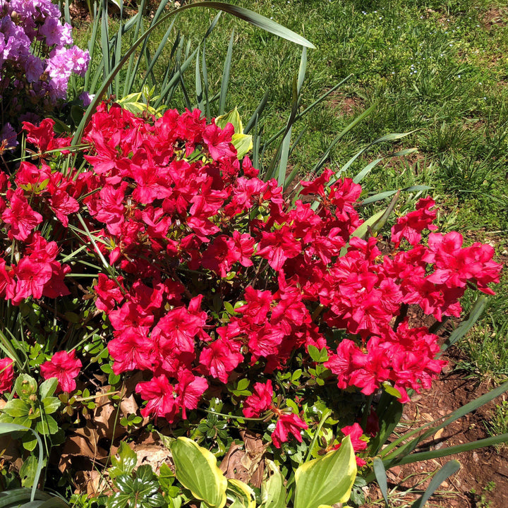Azalea kaempferi 'Johanna'  - Johanna Azalea