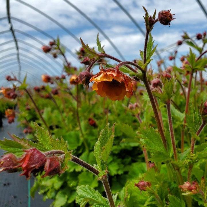 Geum x 'TNGEUTO'  - Tempo™ Orange Avens