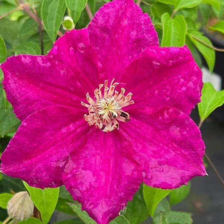 Clematis 'Rouge Cardinal'  - Rouge Cardinal Clematis