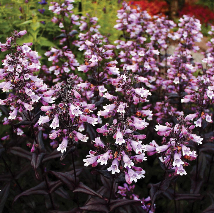 Penstemon digitalis 'TNPENDB'  - DAKOTA™ Burgundy Beardtongue