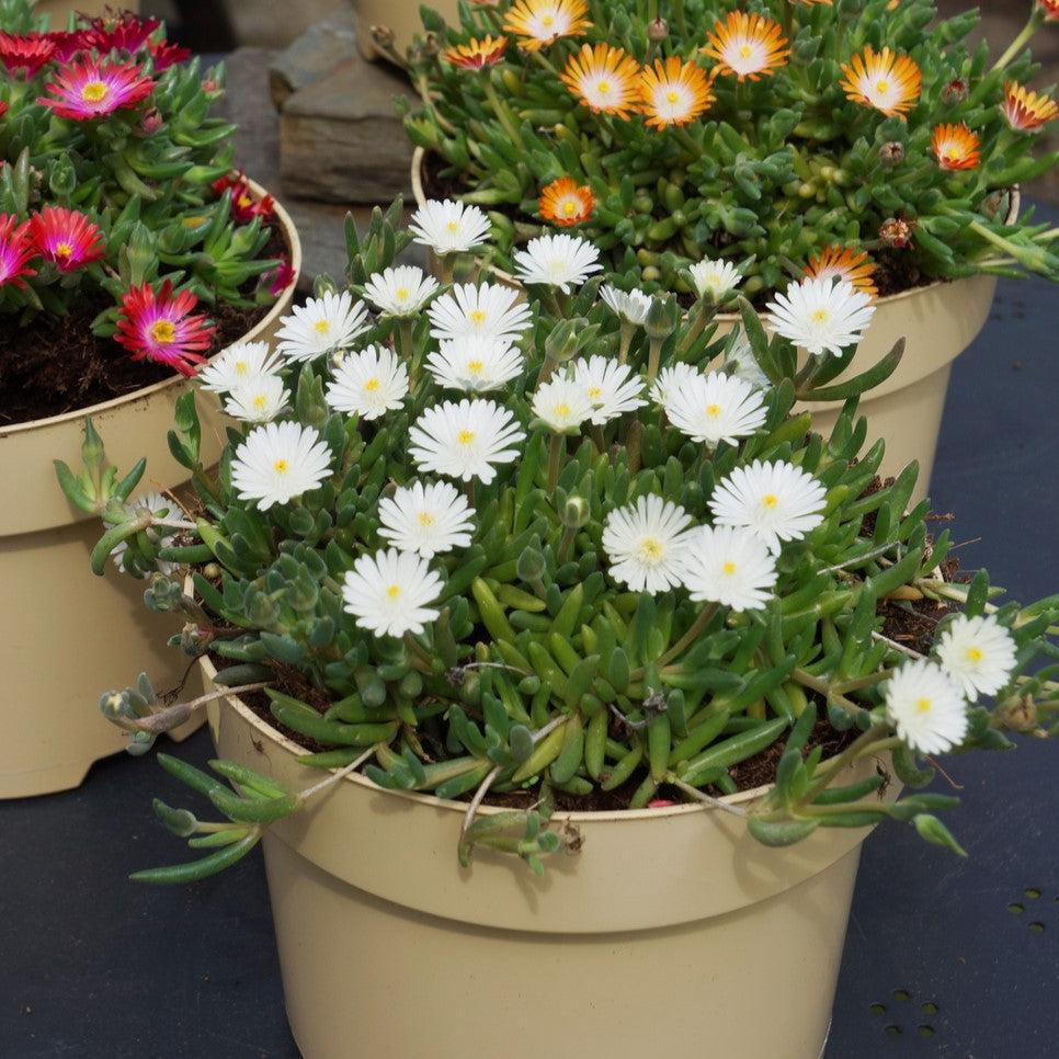 Delosperma cooperi 'Jewel of Desert Moonstone'  - Jewel of Desert® Moonstone Ice Plant