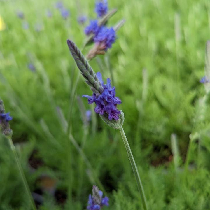 Lavandula pinnata  - Fernleaf Lavender