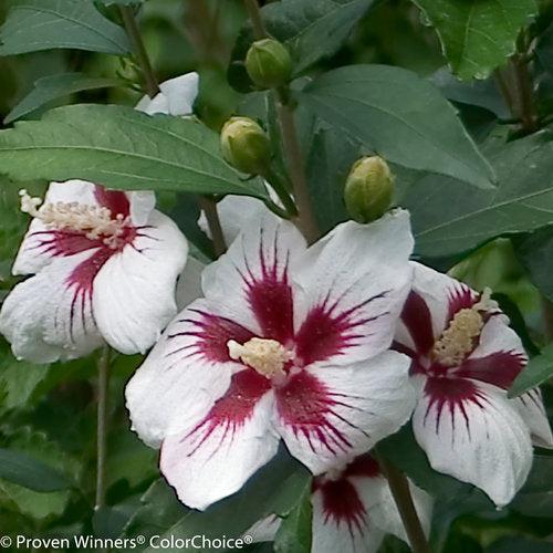 Hibiscus syriacus 'Antong Two'  - PW® Lil' Kim® Hibiscus