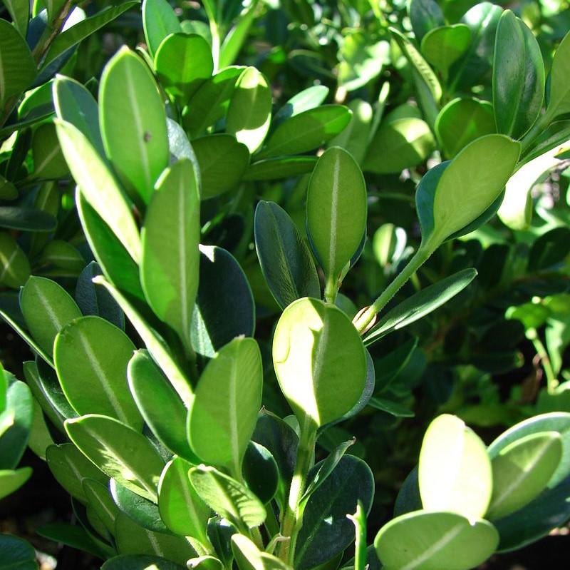 Buxus ‘SB 108’ PP28888  - NewGen™ Independence®  Boxwood