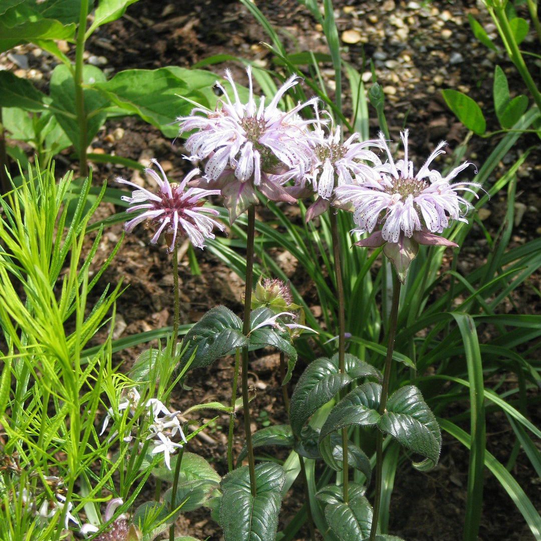 Monarda bradburiana  - Eastern Bee Balm