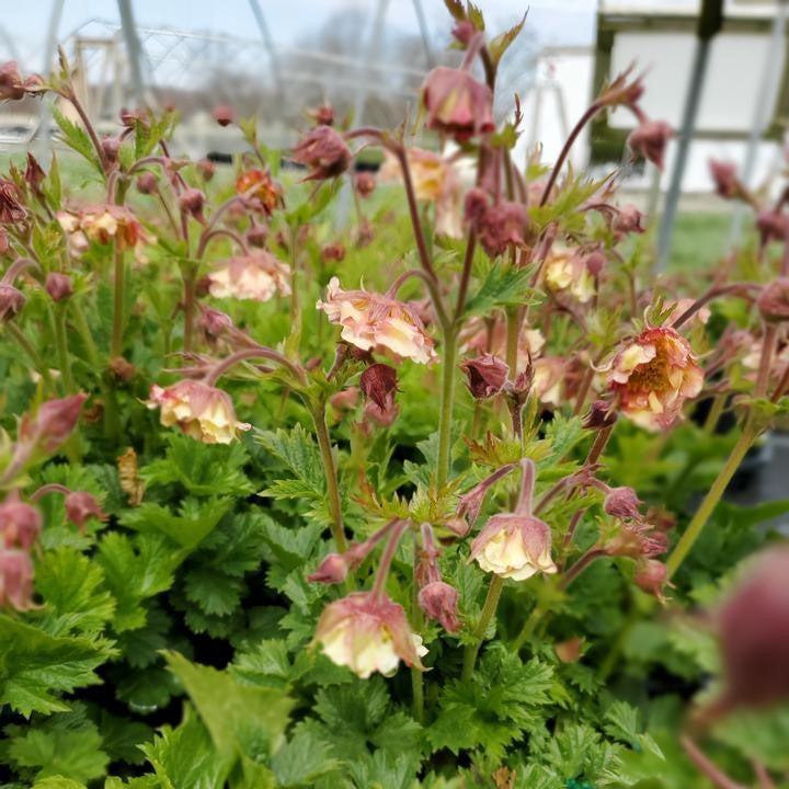 Geum 'Tngeupp'  - Pretticoats™ Peach Avens