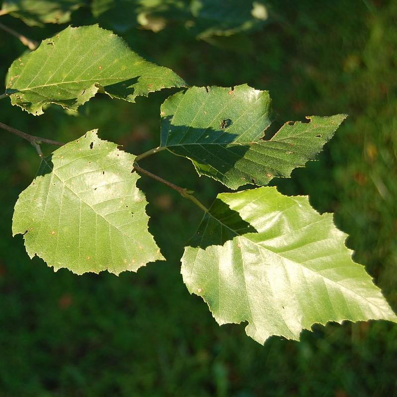 Betula nigra  - River Birch