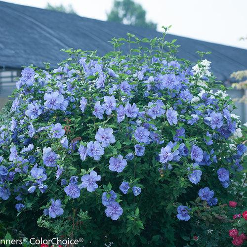 Hibiscus syriacus 'Notwoodthree'  - Blue Chiffon® Hibiscus