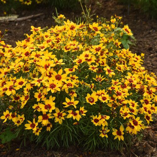Coreopsis verticillata 'Golden Needles'  - Designer Threads™ Golden Needles Coreopsis