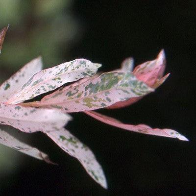 Salix integra 'Hakuro Nishiki'  - Dappled Willow