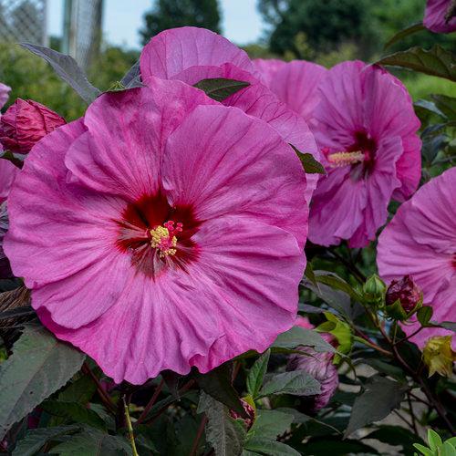 Hibiscus 'Berry Awesome' PP27936  - Summerific® Berry Awesome Hibiscus