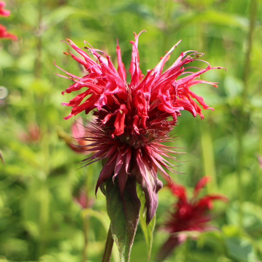Monarda didyma 'Jacob Cline'  - Jacob Cline Bee Balm