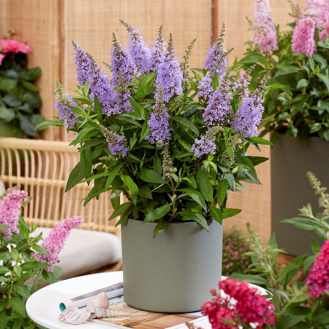 Buddleia davidii ‘BotEx 004’ PP34,378  - Butterfly Candy™ Lil' Lavender™ Butterfly Bush