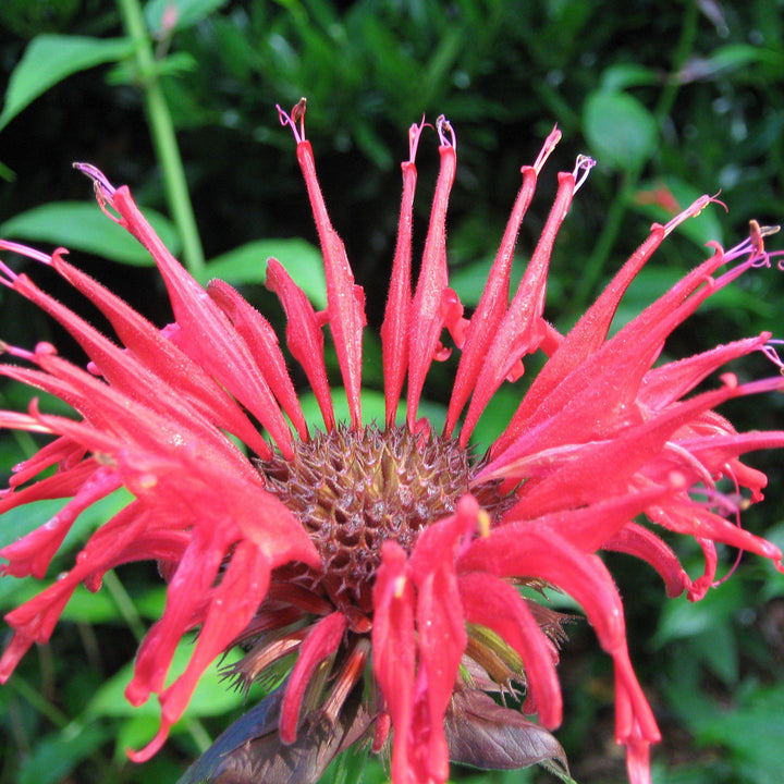 Monarda 'Bee-Happy'  - Bee-You™ Bee-Happy Bee Balm