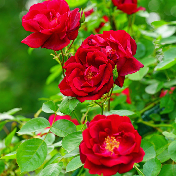 Rosa 'Sprofifth'  - Red Streamer™ Rose