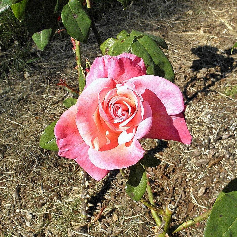 Rosa 'First Prize'  - First Prize Rose