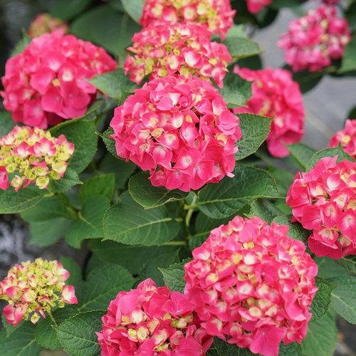 Hydrangea macrophylla 'SMNHML'  - Wee Bit Giddy® Hydrangea