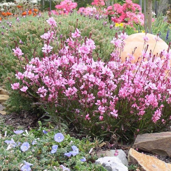 Gaura lindheimeri 'Sme-2'  - Passionate Blush™ Gaura