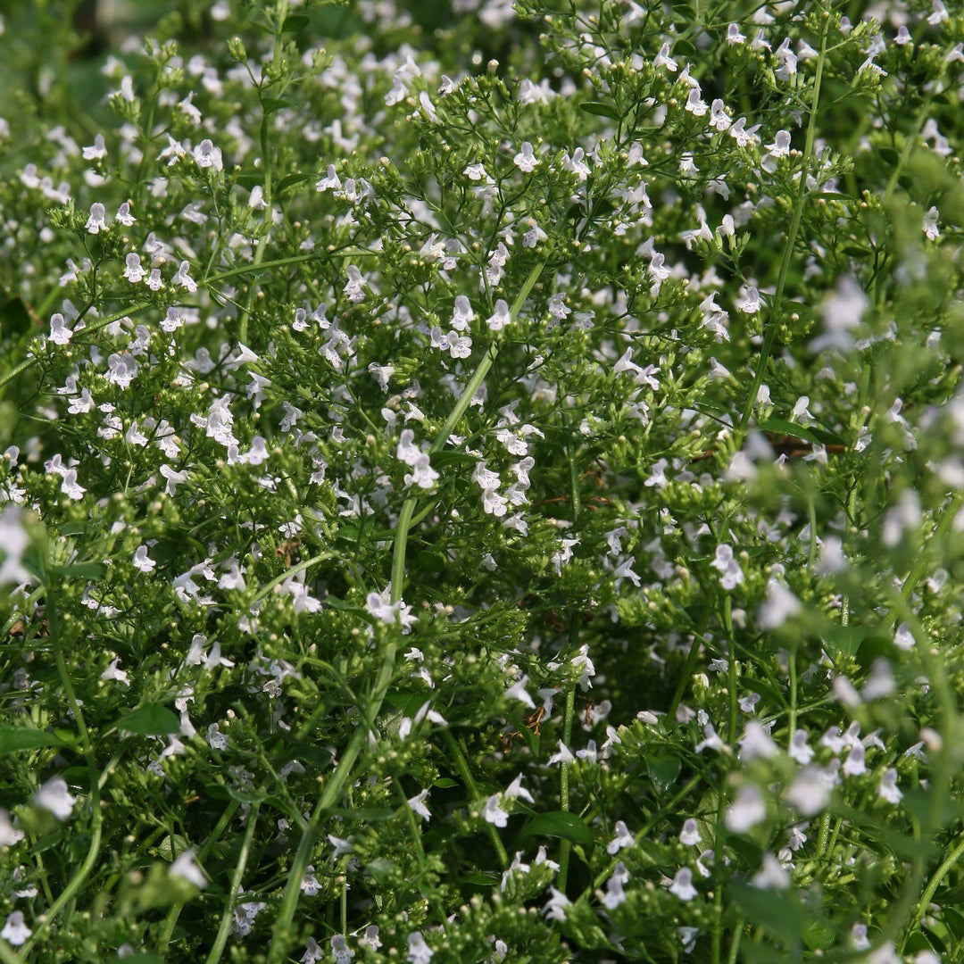 Calamintha nepeta 'White Cloud'  - White Cloud Calamint