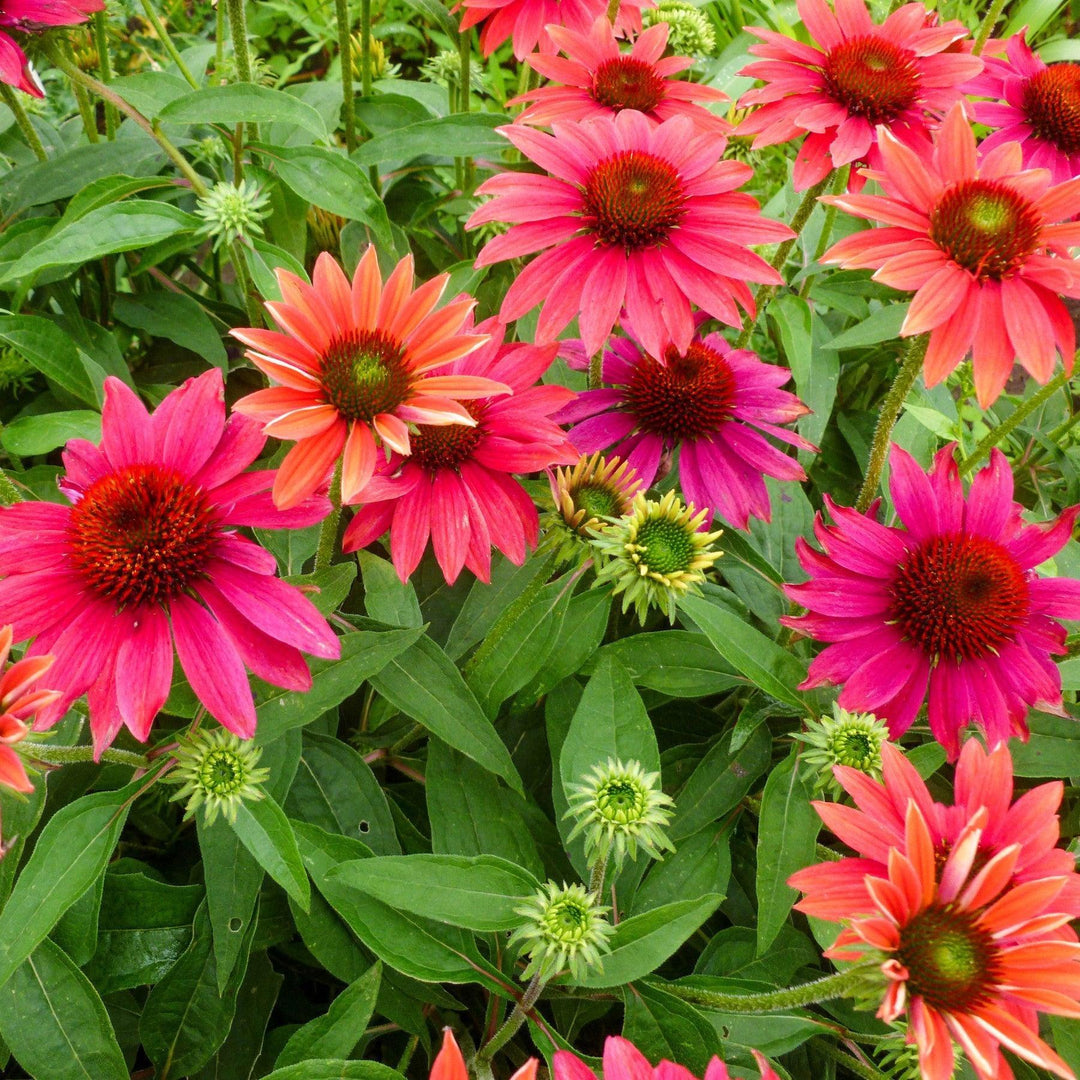 Echinacea 'Balsomtresgo'  - Sombrero® Tres Amigos Coneflower